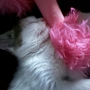 Meet your Posher, Kailey